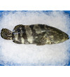 Dragon Tiger Grouper (龙虎班) per kg