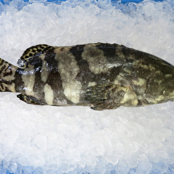 Dragon Tiger Grouper (龙虎班) per kg