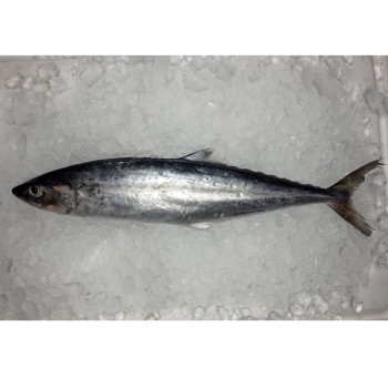 Mackerel / Tenggiri Papan (马加) per kg [HIGHLY SEASONAL]