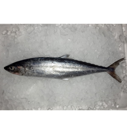 Mackerel / Tenggiri Papan (马加) per kg [HIGHLY SEASONAL]