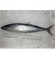 Mackerel / Tenggiri Papan (马加) per kg [HIGHLY SEASONAL]
