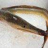 Pike Conger / Malong per kg [SEASONAL]