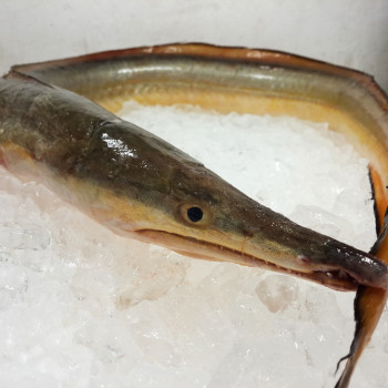 Pike Conger / Malong per kg [SEASONAL]