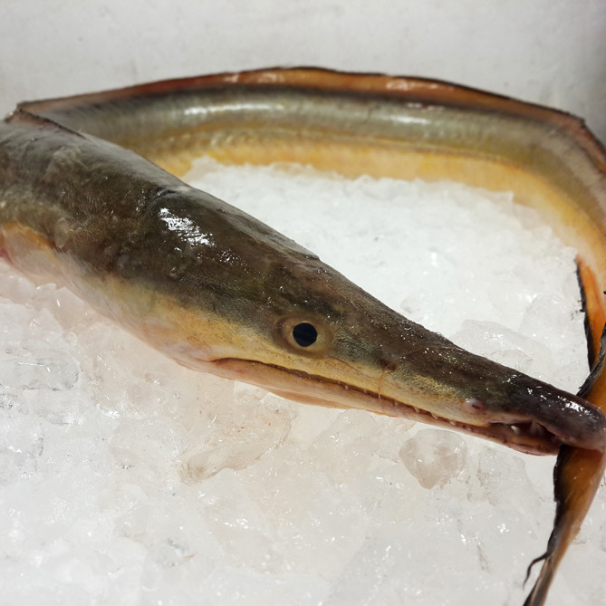 Pike Conger / Malong per kg [SEASONAL]