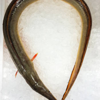 Pike Conger / Malong per kg [SEASONAL]