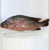 Red Mangrove Snapper (红家定) per kg