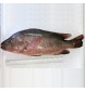 [FROZEN] Red Mangrove Snapper (红家定) 0.7kg+- per fish