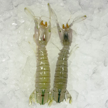 Silver Mantis Prawn Meat (虾姑肉) 500gm+-