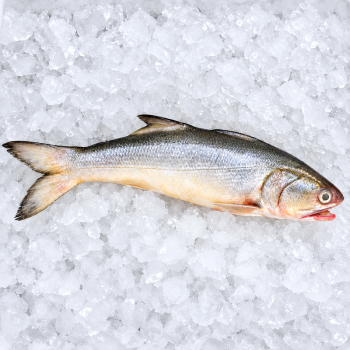 Fourfinger Threadfin / Senangin / Ma Yau (上午) per kg