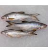 Fourfinger Threadfin / Senangin / Ma Yau (Medium) per kg