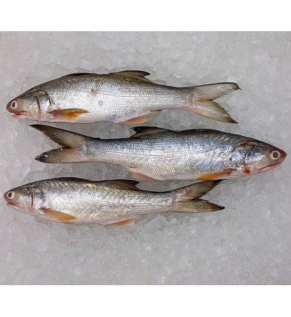 Fourfinger Threadfin / Senangin / Ma Yau (Medium) per kg