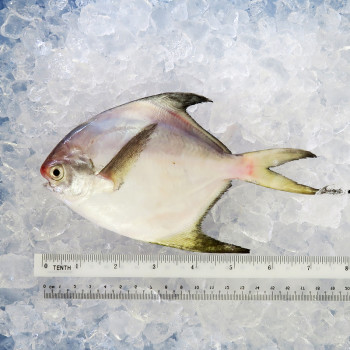 Local White Pomfret (Medium) per kg