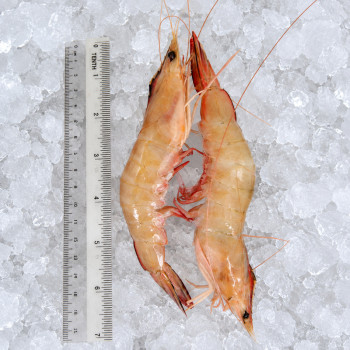 Red Big Prawn XL (红大虾) per kg