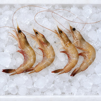 Red Big Prawn L (红大虾) per kg