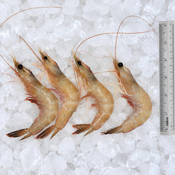 Red Big Prawn L (红大虾) per kg