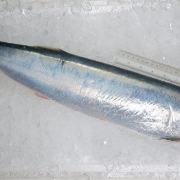 Wolf Herring / Ikan Parang (西刀) (HIGHLY SEASONAL)