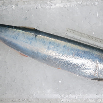 [FROZEN] 100% Wolf Herring Fish Paste Meat 200gm+- (西刀鱼肉) 