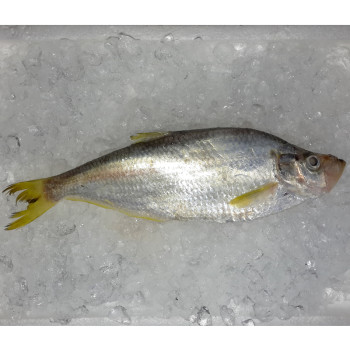 Chinese Herring / Ikan Beliak Mata per kg [SEASONAL]