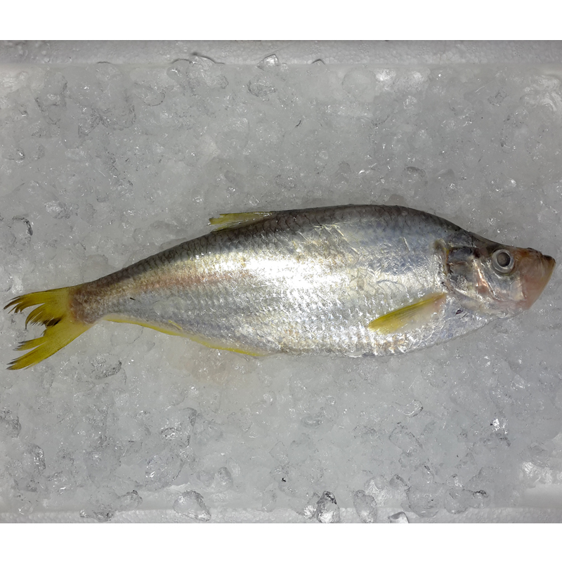 Chinese Herring / Ikan Beliak Mata per kg [SEASONAL]