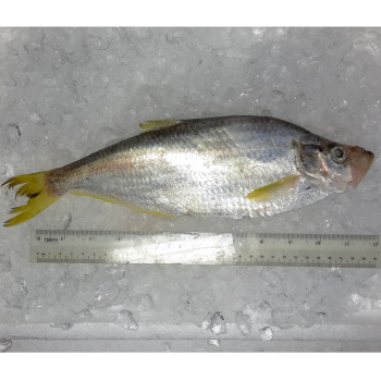 Chinese Herring / Ikan Beliak Mata per kg [SEASONAL]