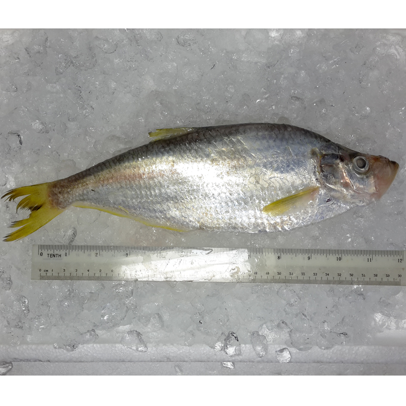 Chinese Herring / Ikan Beliak Mata per kg [SEASONAL]