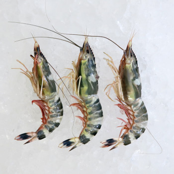 Peeled Rainbow Prawn (花虾) 250gm+-