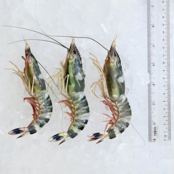 Rainbow Prawns per kg [SEASONAL]