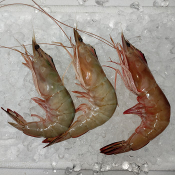 Super Big Red Prawn (特大虾) per kg