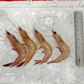 Red Big Prawn L (红大虾) per kg