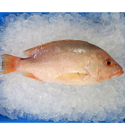 Red Snapper 红鱼 1kg Per Fish
