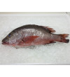 Red Mangrove Snapper (红家定) per kg