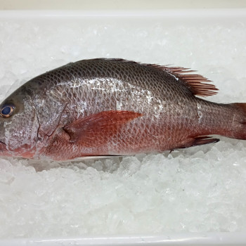 Red Mangrove Snapper (红家定) per kg