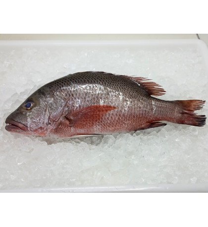 Red Mangrove Snapper (红家定) per kg