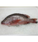 Red Mangrove Snapper (红家定) per kg
