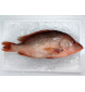 [FROZEN] Red Snapper (红鱼) 1kg+- per fish
