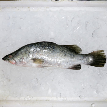 Seabass / Siakap per kg
