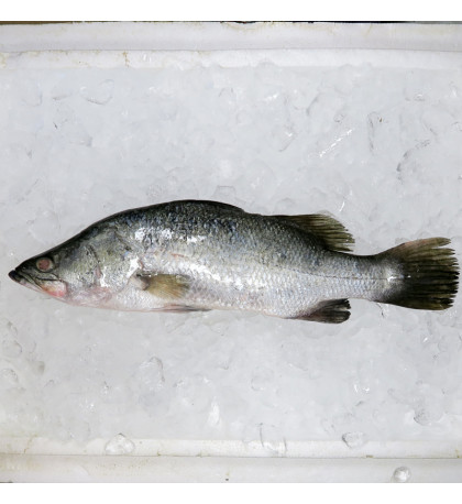 Seabass / Siakap per kg