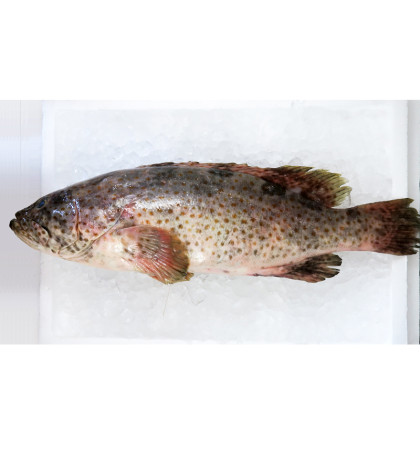 Orange-spotted Grouper / Kerapu per kg (SEASONAL)