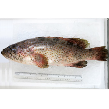 Orange-spotted Grouper / Kerapu per kg (SEASONAL)