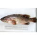 Orange-spotted Grouper / Kerapu per kg (SEASONAL)