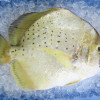 Spotted Sicklefish / Ikan Daun Baharu per kg [SEASONAL]