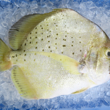 Spotted Sicklefish / Ikan Daun Baharu per kg [SEASONAL]
