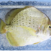 Spotted Sicklefish / Ikan Daun Baharu per kg [SEASONAL]