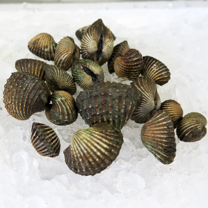 LIVE Blood Cockle / Siham per kg (SEASONAL)