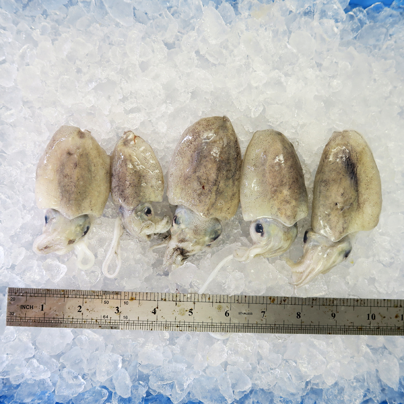Baby Cuttlefish / Sotong Katak (目仔) per kg