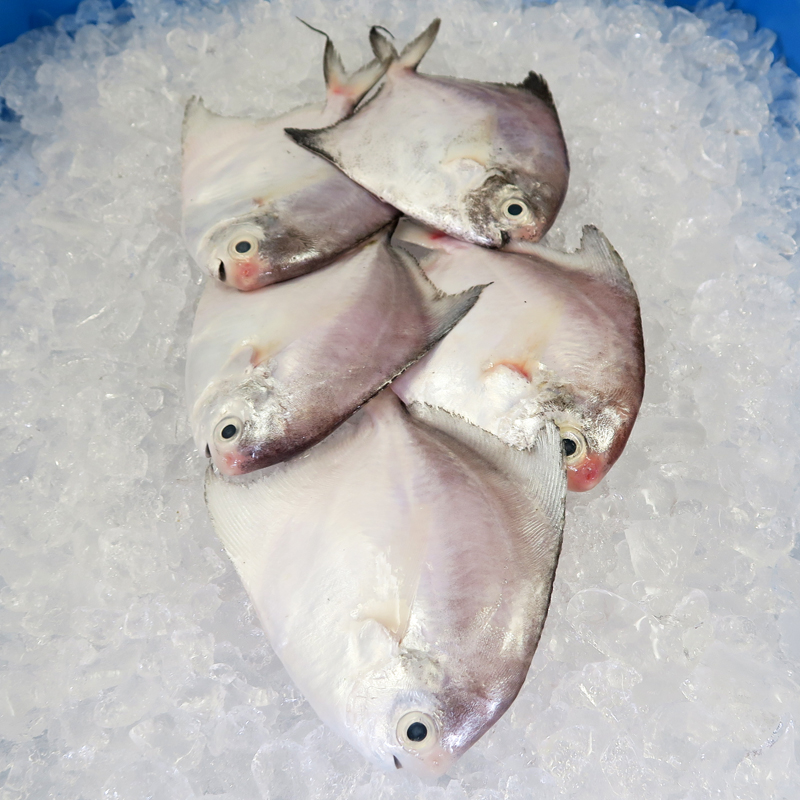 White Pomfret (Small) per kg