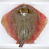 Blue-spotted Sting Ray / Ikan Pari (蒲鱼) per kg [SEASONAL]