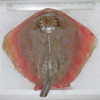 Blue-spotted Sting Ray / Ikan Pari (蒲鱼) per kg [SEASONAL]