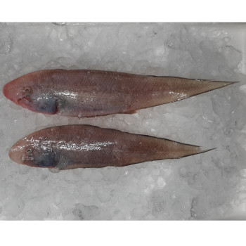 Tonguesole / Ikan Lidah (SEASONAL) per kg