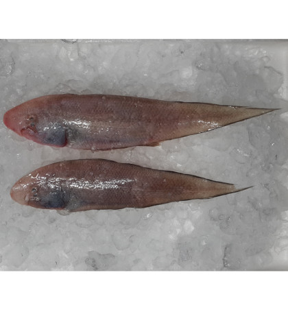 Tonguesole / Ikan Lidah (SEASONAL) per kg